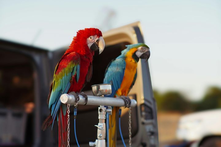 Top Bird Care & Parrot Accessories Guide: Explore Essential Care Products, Tips & Expert Insights