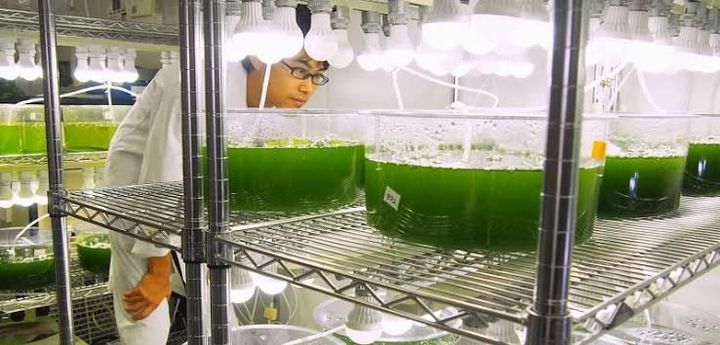 Algae Biofuel Production Explained: Process, Technologies, Benefits & Renewable Energy Insights