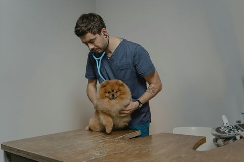 Best Dog Food Explained: Ingredients, Nutrition Facts, and Feeding Basics